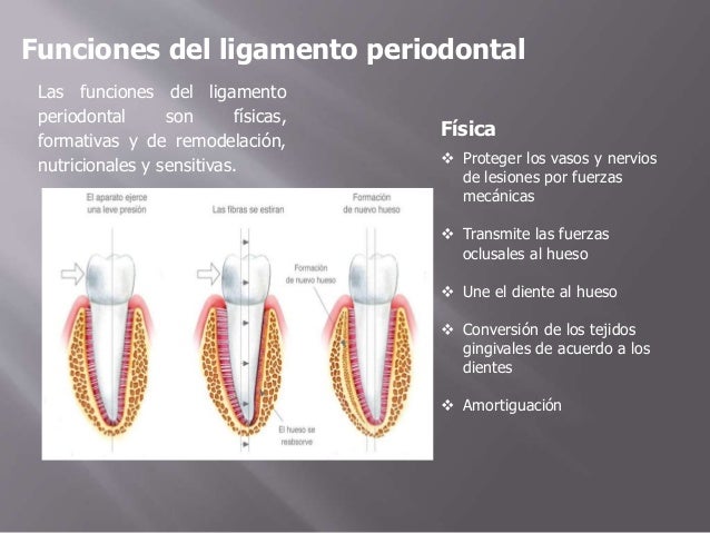 Estructuras de Soporte Dental
