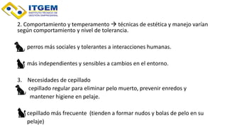 2. Comportamiento y temperamento  técnicas de estética y manejo varían
según comportamiento y nivel de tolerancia.
perros más sociales y tolerantes a interacciones humanas.
más independientes y sensibles a cambios en el entorno.
3. Necesidades de cepillado
cepillado regular para eliminar pelo muerto, prevenir enredos y
mantener higiene en pelaje.
cepillado más frecuente (tienden a formar nudos y bolas de pelo en su
pelaje)
 