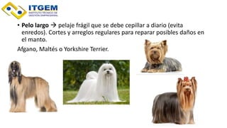 • Pelo largo  pelaje frágil que se debe cepillar a diario (evita
enredos). Cortes y arreglos regulares para reparar posibles daños en
el manto.
Afgano, Maltés o Yorkshire Terrier.
 