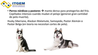 • Perros nórdicos y pastores  manto denso para protegerlos del frío.
Cepillados intensos cuando mudan el pelaje (generan gran cantidad
de pelo muerto).
Husky Siberiano, Alaskan Malamute, Samoyedo, Pastor Alemán o
Pastor Belga (en teoría no necesitan cortes de pelo).
 