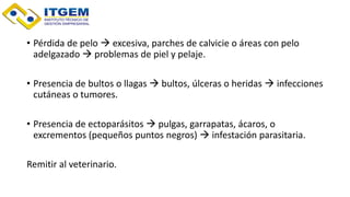 • Pérdida de pelo  excesiva, parches de calvicie o áreas con pelo
adelgazado  problemas de piel y pelaje.
• Presencia de bultos o llagas  bultos, úlceras o heridas  infecciones
cutáneas o tumores.
• Presencia de ectoparásitos  pulgas, garrapatas, ácaros, o
excrementos (pequeños puntos negros)  infestación parasitaria.
Remitir al veterinario.
 