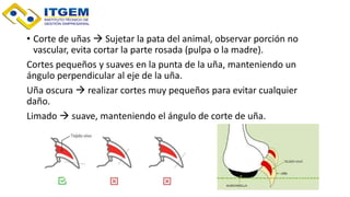 • Corte de uñas  Sujetar la pata del animal, observar porción no
vascular, evita cortar la parte rosada (pulpa o la madre).
Cortes pequeños y suaves en la punta de la uña, manteniendo un
ángulo perpendicular al eje de la uña.
Uña oscura  realizar cortes muy pequeños para evitar cualquier
daño.
Limado  suave, manteniendo el ángulo de corte de uña.
 