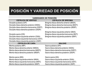 POSICIÓN Y VARIEDAD DE POSICIÓN
VARIEDADES DE POSICIÓN
CEFÁLICA DE VERTICE CEFÁLICA DE BREGMA
Occipito-pubiana (OP)
Occípito-iliaca-derecha-anterior (OIDA)
Occípito-iliaca-derecha-transversa (OIDT)
Occípito-iliaca-derecha-posterior (OIDP)
Occipito-sacra (OS)
Occípito-iliaca-izquierda-anterior (OIIA)
Occípito-iliaca-izquierda-transversa (OIIT)
Occípito-iliaca-izquierda-posterior (OIIP)
Bregma-iliaca-derecha-anterior (BIDA)
Bregma-iliaca-derecha-transversa (BIDT)
Bregma-iliaca-derecha-posterior (BIDP)
Bregma-iliaca-izquierda-anterior (BIIA)
Bregma-iliaca-izquierda-transversa (BIIT)
Bregma-iliaca-izquierda-posterior (BIIP)
CEFÁLICA DE CARA NALGAS
Mento-pubiana (MP)
Mento-iliaca-derecha-anterior (MIDA)
Mento-iliaca-derecha-transversa (MIDT)
Mento-iliaca-derecha-posterior (MIDP)
Mento-sacra (MS)
Mento-iliaca-izquierda-anterior (MIIA)
Mento-iliaca-izquierda-transversa (MIIT)
Mento-iliaca-izquierda-posterior (MIIP)
Sacro-pubiana (SP)
Sacro-iliaca-derecha-anterior (SIDA)
Sacro-iliaca-derecha-transversa (SIDT)
Sacro-iliaca-derecha-posterior (SIDP)
Sacro-sacra (SS)
Sacro-iliaca-izquierda-anterior (SIIA)
Sacro-iliaca-izquierda-transversa (SIIT)
Sacro-iliaca-izquierda-posterior (SIIP)
 