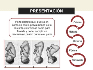 PRESENTACIÓN
Cabeza
Nalgas
Hombros
Fúnica
Compuesta
Parte del feto que, puesta en
contacto con la pelvis menor, es lo
bastante voluminosa como para
llenarla y poder cumplir un
mecanismo pasivo durante el parto
 