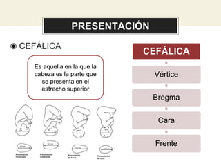 PRESENTACIÓN
◉ CEFÁLICA
Es aquella en la que la
cabeza es la parte que
se presenta en el
estrecho superior
CEFÁLICA
Vértice
Bregma
Cara
Frente
 