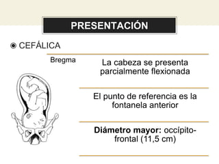 PRESENTACIÓN
◉ CEFÁLICA
Bregma La cabeza se presenta
parcialmente flexionada
El punto de referencia es la
fontanela anterior
Diámetro mayor: occípito-
frontal (11,5 cm)
 