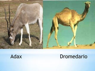 Adax

Dromedario

 