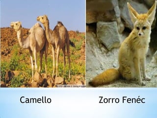 Camello

Zorro Fenéc

 