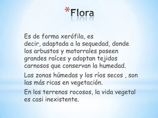 *
Es de forma xerófila, es
decir, adaptada a la sequedad, donde
los arbustos y matorrales poseen
grandes raíces y adoptan tejidos
carnosos que conservan la humedad.
Las zonas húmedas y los ríos secos , son
las más ricas en vegetación.
En los terrenos rocosos, la vida vegetal
es casi inexistente.

 