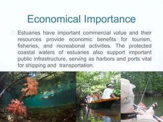 Economical Importance 
 Estuaries have important commercial value and their 
resources provide economic benefits for tourism, 
fisheries, and recreational activities. The protected 
coastal waters of estuaries also support important 
public infrastructure, serving as harbors and ports vital 
for shipping and transportation. 
 
