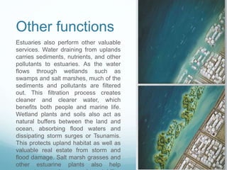 Other functions 
Estuaries also perform other valuable 
services. Water draining from uplands 
carries sediments, nutrients, and other 
pollutants to estuaries. As the water 
flows through wetlands such as 
swamps and salt marshes, much of the 
sediments and pollutants are filtered 
out. This filtration process creates 
cleaner and clearer water, which 
benefits both people and marine life. 
Wetland plants and soils also act as 
natural buffers between the land and 
ocean, absorbing flood waters and 
dissipating storm surges or Tsunamis. 
This protects upland habitat as well as 
valuable real estate from storm and 
flood damage. Salt marsh grasses and 
other estuarine plants also help 
prevent erosion and stabilize 
 