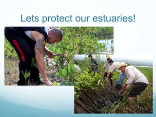 Lets protect our estuaries! 
 