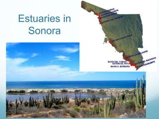 Estuaries in 
Sonora 
 