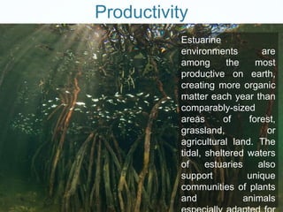 Productivity 
Estuarine 
environments are 
among the most 
productive on earth, 
creating more organic 
matter each year than 
comparably-sized 
areas of forest, 
grassland, or 
agricultural land. The 
tidal, sheltered waters 
of estuaries also 
support unique 
communities of plants 
and animals 
especially adapted for 
 