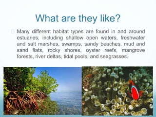 What are they like? 
 Many different habitat types are found in and around 
estuaries, including shallow open waters, freshwater 
and salt marshes, swamps, sandy beaches, mud and 
sand flats, rocky shores, oyster reefs, mangrove 
forests, river deltas, tidal pools, and seagrasses. 
 