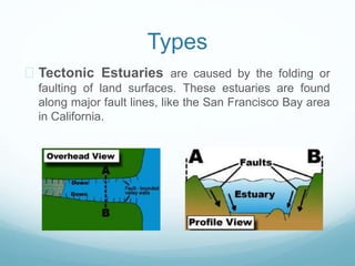 Types 
 Tectonic Estuaries are caused by the folding or 
faulting of land surfaces. These estuaries are found 
along major fault lines, like the San Francisco Bay area 
in California. 
 