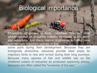 Biological importance 
 Thousands of species of birds, mammals, fish, and other 
wildlife depend on estuarine habitats as places to live, feed, 
and reproduce. And many marine organisms, including most 
commercially-important species of fish, depend on estuaries at 
some point during their development. Because they are 
biologically productive, estuaries provide ideal areas for 
migratory birds to rest and re-fuel during their long journeys. 
Because many species of fish and wildlife rely on the 
sheltered waters of estuaries as protected spawning places, 
estuaries are often called the "nurseries of the sea." 
 
