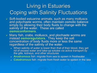  Soft-bodied estuarine animals, such as many molluscs
and polychaete worms, often maintain osmotic balance
simply by allowing their body fluids to change with the
salinity of the water. These are called
osmoconformers.
 Many fish, crabs, molluscs, and plochaete worms are
instead osmoregulators. They keep the salt
concentration of body fluids more or less the same
regardless of the salinity of the water.
 When salinity of water is lower than that of their blood, they get
rid of excess water and take-up solutes via active transport by
the gills, kidneys, and other structures
 Anadromous fish: migrate from sea to spawn in freshwater
 Catadromous fish: migrate from fresh water to spawn in the sea
Living in Estuaries
Coping with Salinity Fluctuations
 