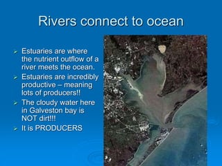 Rivers connect to ocean
 Estuaries are where
the nutrient outflow of a
river meets the ocean.
 Estuaries are incredibly
productive – meaning
lots of producers!!
 The cloudy water here
in Galveston bay is
NOT dirt!!!
 It is PRODUCERS
 