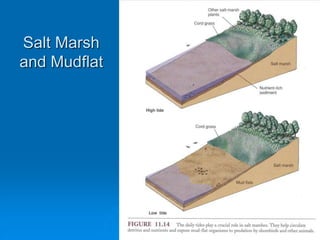 Salt Marsh
and Mudflat
 