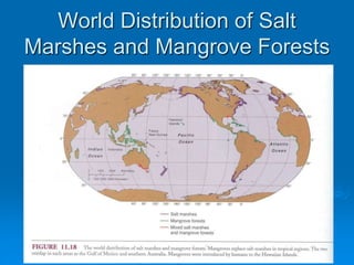 World Distribution of Salt
Marshes and Mangrove Forests
 