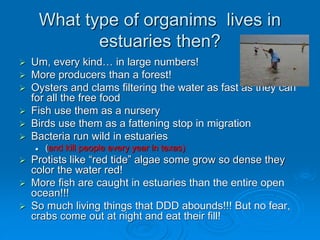 What type of organims lives in
estuaries then?
 Um, every kind… in large numbers!
 More producers than a forest!
 Oysters and clams filtering the water as fast as they can
for all the free food
 Fish use them as a nursery
 Birds use them as a fattening stop in migration
 Bacteria run wild in estuaries
 (and kill people every year in texas)
 Protists like “red tide” algae some grow so dense they
color the water red!
 More fish are caught in estuaries than the entire open
ocean!!!
 So much living things that DDD abounds!!! But no fear,
crabs come out at night and eat their fill!
 