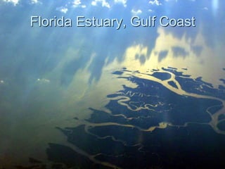 Florida Estuary, Gulf Coast
 