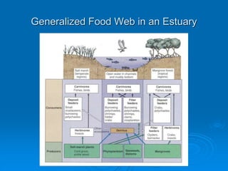 Generalized Food Web in an Estuary
 