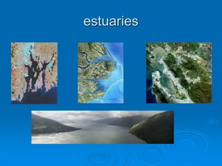 estuaries
 