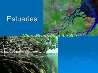 Estuaries
Where Rivers Meet the Sea
 