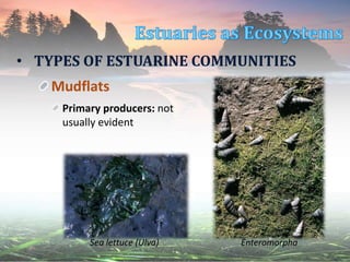 • TYPES OF ESTUARINE COMMUNITIES
Mudflats
Primary producers: not
usually evident
EnteromorphaSea lettuce (Ulva)
 