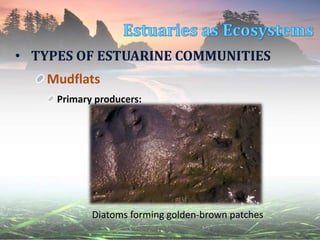 • TYPES OF ESTUARINE COMMUNITIES
Mudflats
Primary producers:
Diatoms forming golden-brown patches
 