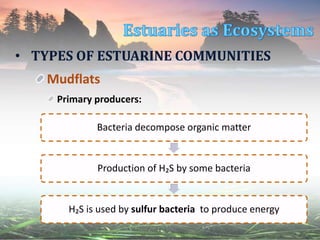 • TYPES OF ESTUARINE COMMUNITIES
Mudflats
Primary producers:
Bacteria decompose organic matter
Production of H₂S by some bacteria
H₂S is used by sulfur bacteria to produce energy
 