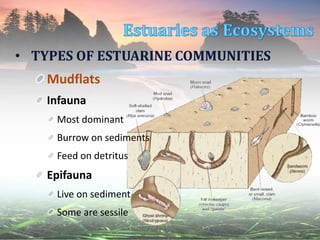 • TYPES OF ESTUARINE COMMUNITIES
Mudflats
Infauna
Most dominant
Burrow on sediments
Feed on detritus
Epifauna
Live on sediment
Some are sessile
 