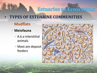 • TYPES OF ESTUARINE COMMUNITIES
Mudflats
Meiofauna
A.k.a interstitial
animals
Most are deposit
feeders
 