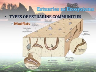 • TYPES OF ESTUARINE COMMUNITIES
Mudflats
 