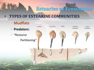 • TYPES OF ESTUARINE COMMUNITIES
Mudflats
Predators:
“Resource
Partitioning”
 