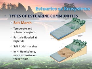 • TYPES OF ESTUARINE COMMUNITIES
Salt Marsh
Temperate and
sub-arctic regions
Partially flooded at
high tide
Salt / tidal marshes
In N. Hemisphere,
more extensive on
the left side
 