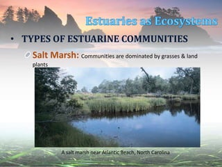 • TYPES OF ESTUARINE COMMUNITIES
Salt Marsh: Communities are dominated by grasses & land
plants
A salt marsh near Atlantic Beach, North Carolina
 