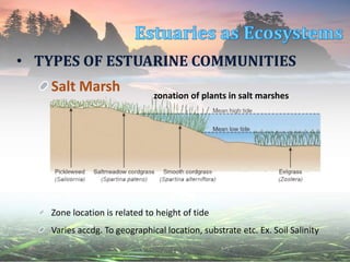 • TYPES OF ESTUARINE COMMUNITIES
Salt Marsh zonation of plants in salt marshes
Zone location is related to height of tide
Varies accdg. To geographical location, substrate etc. Ex. Soil Salinity
 