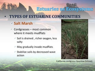 • TYPES OF ESTUARINE COMMUNITIES
Salt Marsh
Cordgrasses – most common
where it meets mudflats
Soil is drained , richer oxygen, less
salty
May gradually invade mudflats
Stabilize soils by decreased wave
action
California cordgrass (Spartina foliosa),
 
