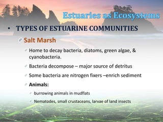 • TYPES OF ESTUARINE COMMUNITIES
Salt Marsh
Home to decay bacteria, diatoms, green algae, &
cyanobacteria.
Bacteria decompose – major source of detritus
Some bacteria are nitrogen fixers –enrich sediment
Animals:
burrowing animals in mudflats
Nematodes, small crustaceans, larvae of land insects
 