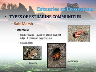 • TYPES OF ESTUARINE COMMUNITIES
Salt Marsh
Animals:
Fiddler crabs – burrows along mudflat
edge → increase oxygenation
Scavengers:
Sesarma
Hemigrapsus
 