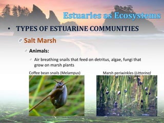 • TYPES OF ESTUARINE COMMUNITIES
Salt Marsh
Animals:
Air breathing snails that feed on detritus, algae, fungi that
grow on marsh plants
Coffee bean snails (Melampus) Marsh periwinkles (Littorina)
 