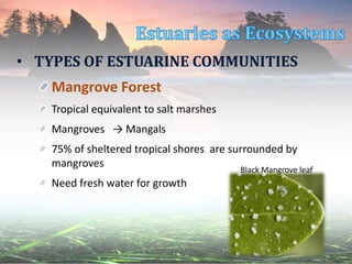 • TYPES OF ESTUARINE COMMUNITIES
Mangrove Forest
Tropical equivalent to salt marshes
Mangroves → Mangals
75% of sheltered tropical shores are surrounded by
mangroves
Need fresh water for growth
Black Mangrove leaf
 