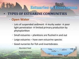 • TYPES OF ESTUARINE COMMUNITIES
Open Water
Lots of suspended sediment → murky water → poor
light penetration → limited primary production by
phytoplankton
Small estuaries – planktons are flushed in and out
Large estuaries – have own estuarine species
Good nurseries for fish and invertebrates
Abundant food
Fewer predators
 