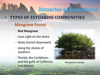Mangrove Forest
Red Mangrove
Lives right on the shore
Roots branch downward
along the shores of
southern
Florida, the Caribbean,
and the gulfs of California
and Mexico
• TYPES OF ESTUARINE COMMUNITIES
Rhizophora mangle
 