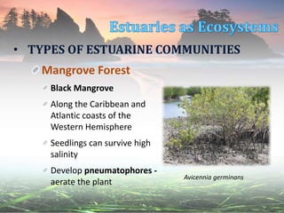 Mangrove Forest
Black Mangrove
Along the Caribbean and
Atlantic coasts of the
Western Hemisphere
Seedlings can survive high
salinity
Develop pneumatophores -
aerate the plant
• TYPES OF ESTUARINE COMMUNITIES
Avicennia germinans
 
