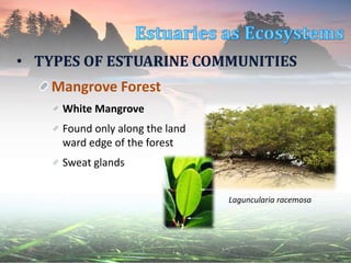 Mangrove Forest
White Mangrove
Found only along the land
ward edge of the forest
Sweat glands
• TYPES OF ESTUARINE COMMUNITIES
Laguncularia racemosa
 