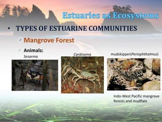 Mangrove Forest
Animals:
• TYPES OF ESTUARINE COMMUNITIES
Sesarma
Cardisoma mudskipper(Periophthalmus)
Indo-West Pacific mangrove
forests and mudflats
 